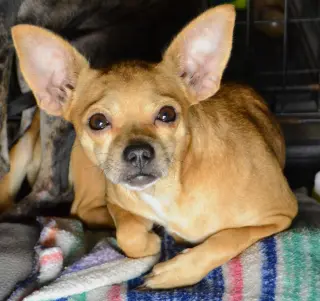 Chiquita