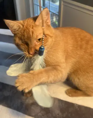 Candy Corn
