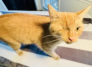 Candy Corn