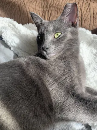 Yoshi