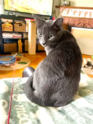 Yoshi