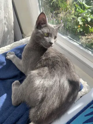 Yoshi