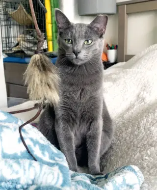 Yoshi