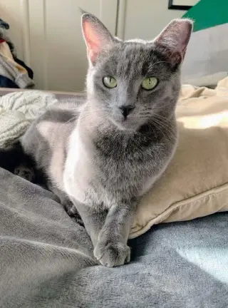 Yoshi
