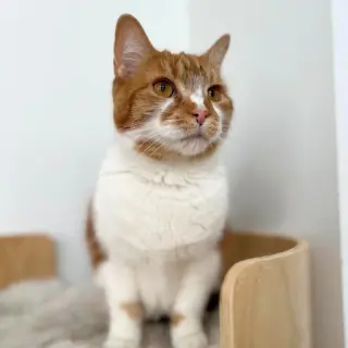 Clementine