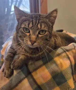 Sweetie