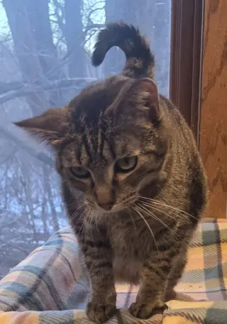 Sweetie