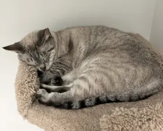 Mila