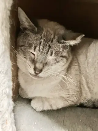 Mila