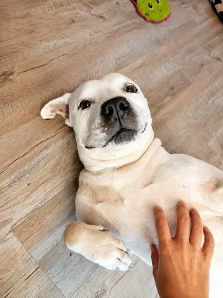 Molly - Adopt Me!