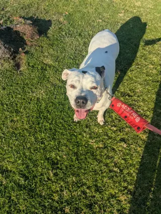 Molly - Adopt Me!