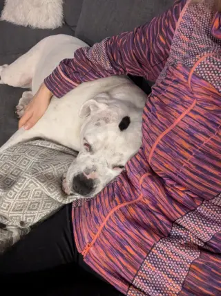 Molly - Adopt Me!