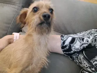 Bonnie