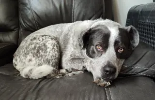 Maggie