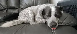 Maggie