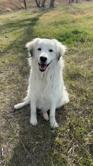 Sophie