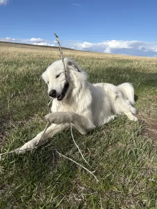 Sophie