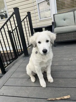 Sophie
