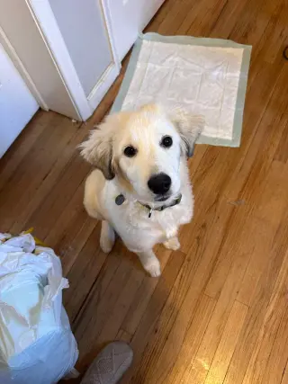 Sophie