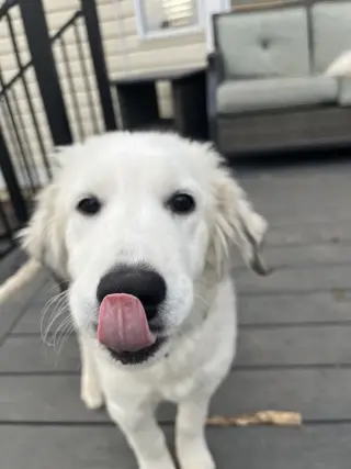 Sophie
