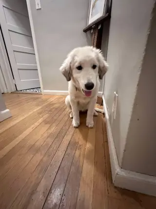 Sophie