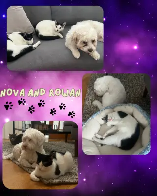 Nova and Rowan- dog friendly!