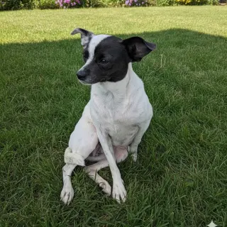 LANI