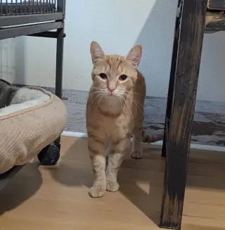 Pizzazz