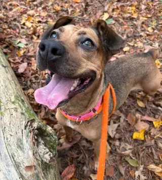 Josie
