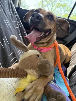 Josie
