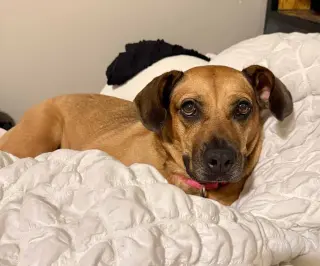Josie