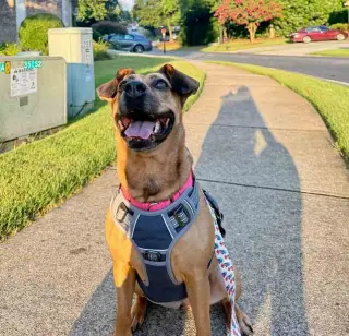 Josie