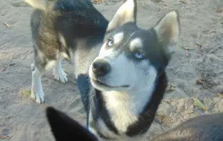 Myra