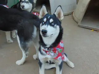 Myra