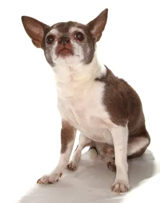Wishbone