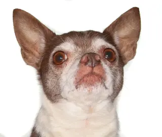 Wishbone