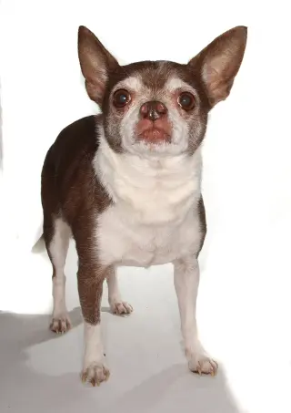 Wishbone