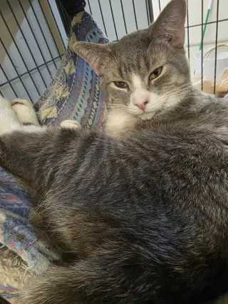 Heidi