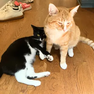 Tony the Tiger & Elroy Perez