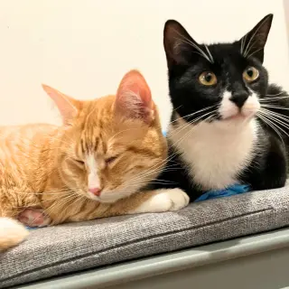 Tony the Tiger & Elroy Perez