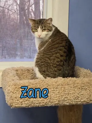 Zane