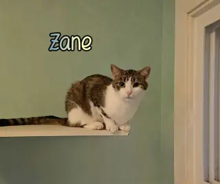 Zane
