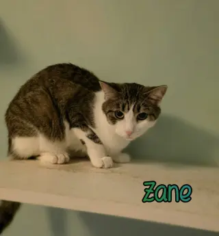 Zane