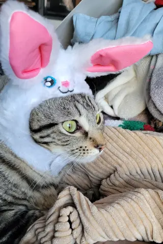 Boopsy