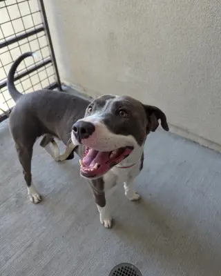 Roscoe