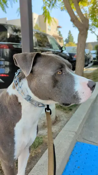 Roscoe