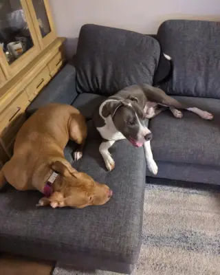 Roscoe