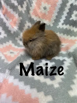 Maize