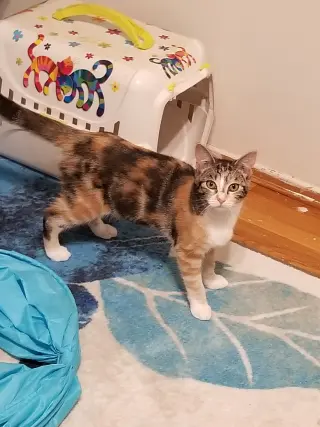 Josie a Calico