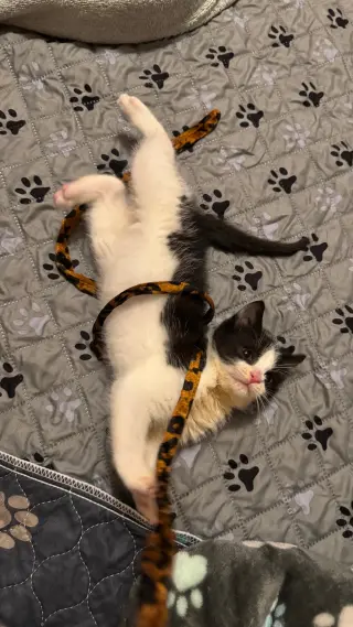 Domino